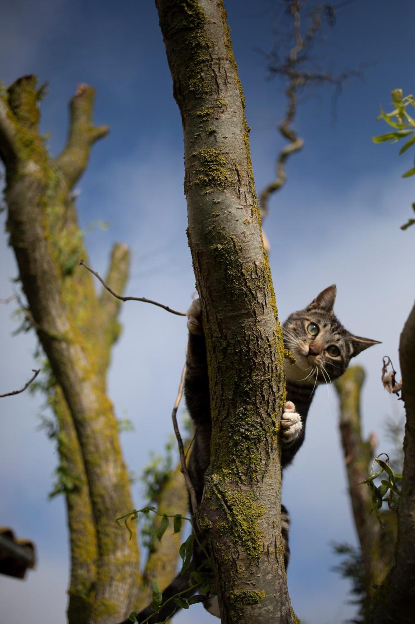 Le Chat Blanc Versols-et-Lapeyre Kültér fotó