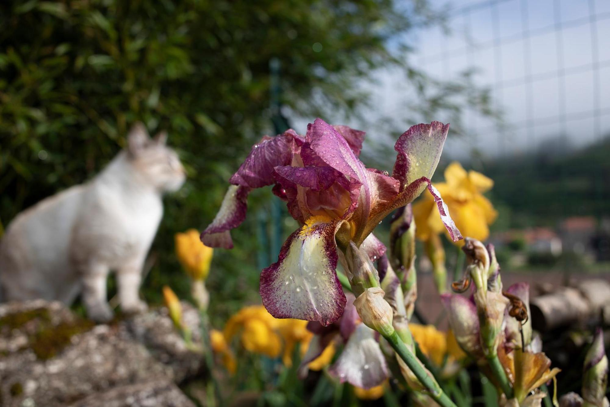 Le Chat Blanc Versols-et-Lapeyre Kültér fotó